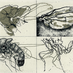 thinking about insect: drosophila Ⅱ