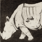 thinking about rhinoceros